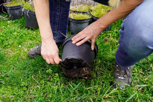 03182023_Grünpatinnen Glockenback_31