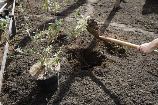 03182023_Grünpatinnen Glockenback_44