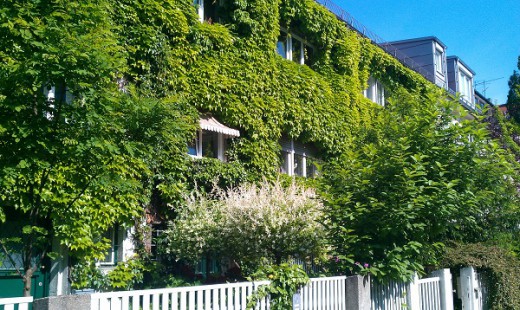 +20150528_Fassadenbegrünung_Mannheimerstr11_GreenCity_GabyKourkgy(2)
