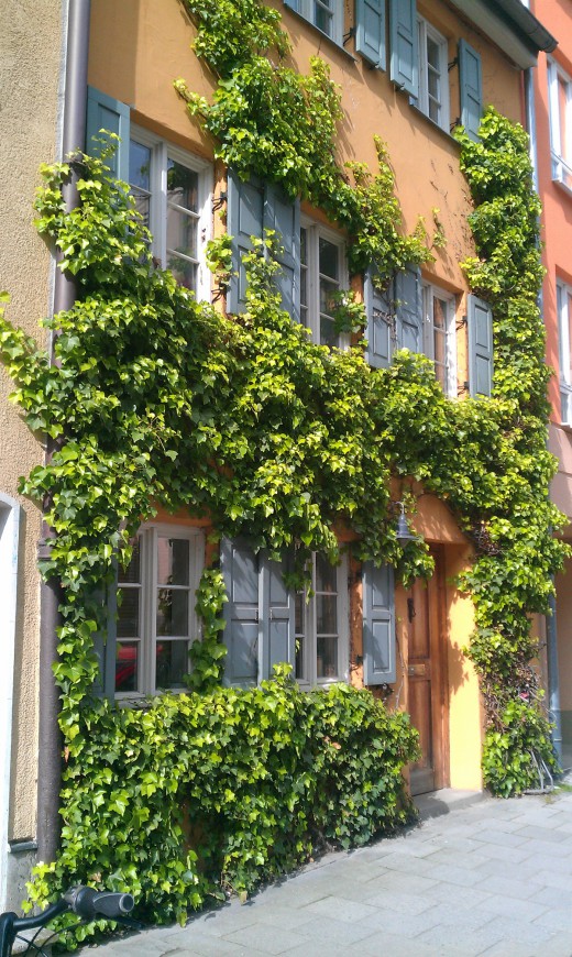 Fassadenbegruenung, Foto: Green City e.V.