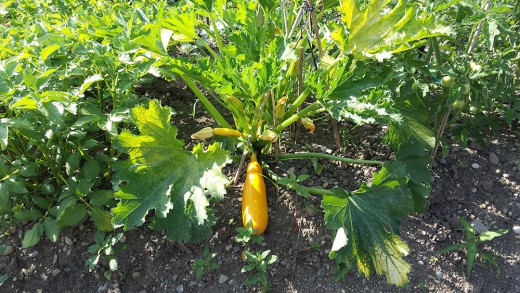 Essbare Stadt, Foto: Green City e.V.