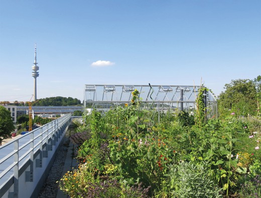 Begruenungsbuero, begrüntes Dach, Olympiaturm, Foto: Green City e.V.