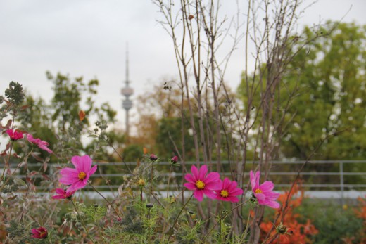 Begrünungsbüro, Doppeldecker-Exkursion, Dachbegrünung, Foto: Maria Daniela Pulido Cendales