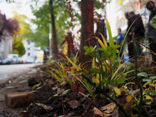 Grünpaten, Streitfeldstraße, bepflanzte Fläche, Foto: Geneviève Granger