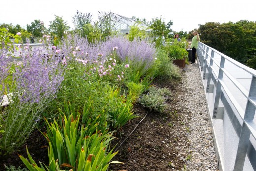 Exkursion wagnis, begrüntes Dach, Foto: Wolfgang Heidenreich