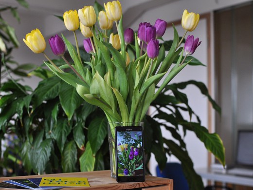 THE GOOD SHOT, Blumen und Handy, Foto: Andre