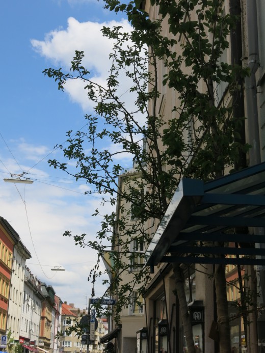 Wanderbaumallee, Schwanthalerhöhe, Foto: Green City