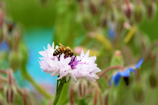 greencity_gruenspitz_biene_Foto: Daniel_Westermeier