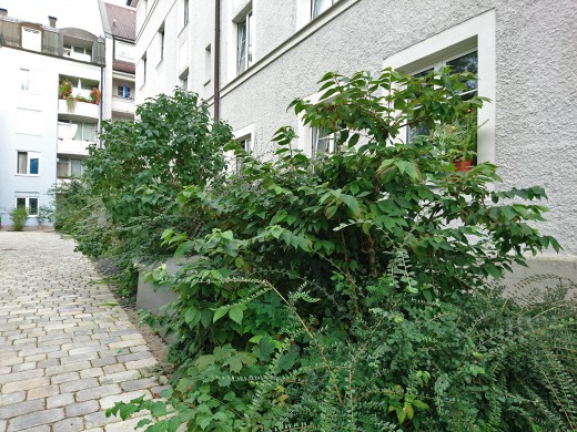 GreenCity_Begrünungsbüro_September_Foto:Grundmann