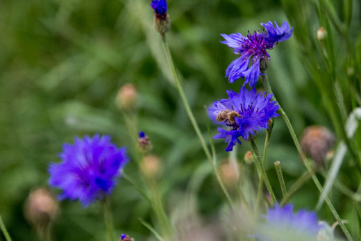 20180614_Essbare Stadt_Sebastian Henkes-10