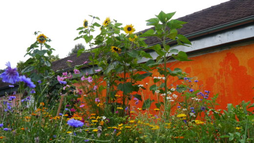 20180723_Essbare Stadt_Johanna_Schneller_12