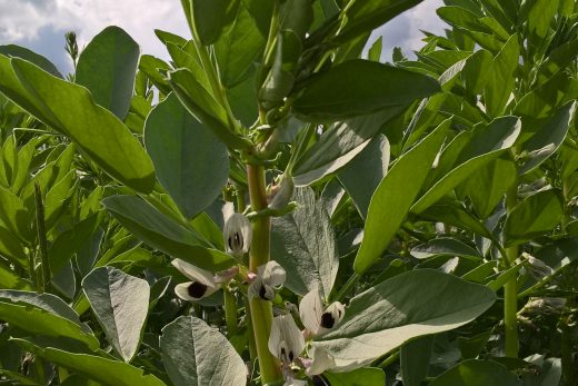 Ackerbohne buntblühend_Jacob