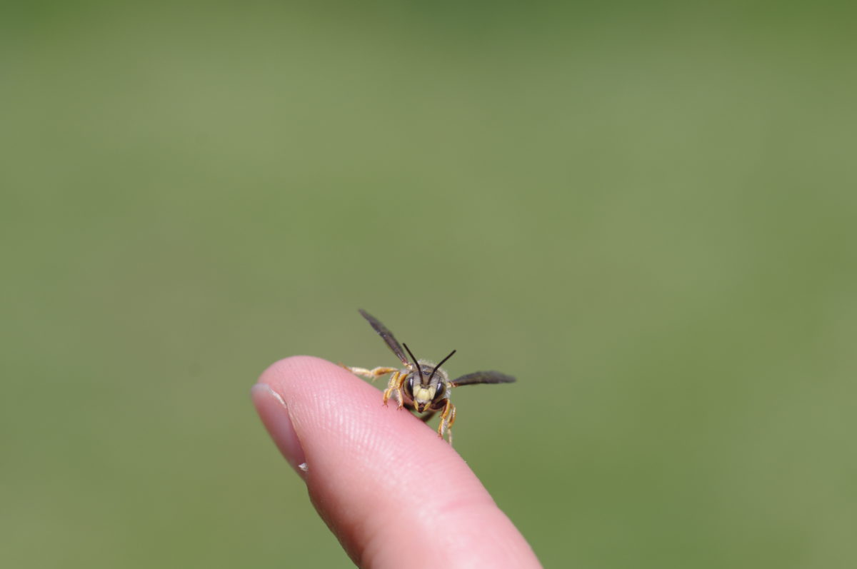Anthidium oblongatum(6)_MichaelaHofmann