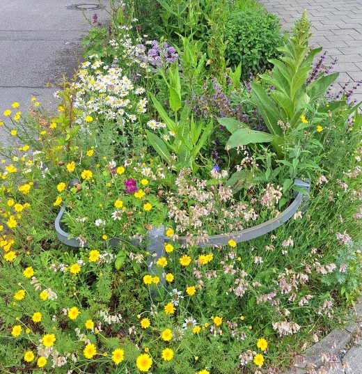 Eisnergutbogen_ 20240530_Langbeet_Grünfläche_München_Urbanes Grün_Grünpaten1