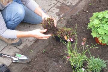 Unsere Expertise für Dein Beet - Pflege und gezielte Tipps für Dein Grünpatenbeet