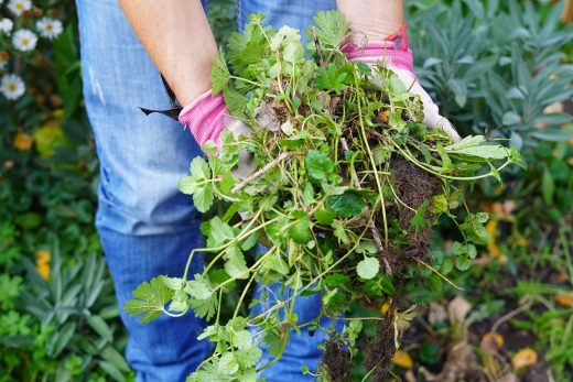 Gruenpaten GreenCity eV