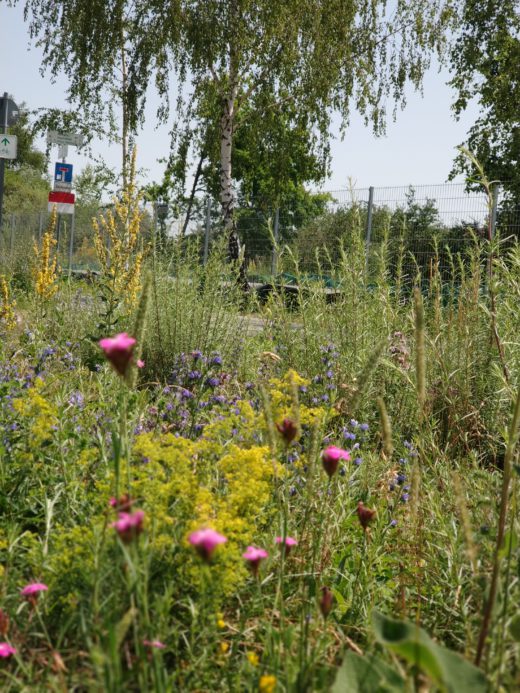 Blühende Bänder_Sebastian Gardt2