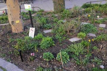 Pflanzentausch und Grünpat*innen Stammtisch