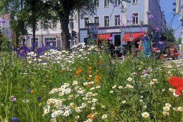 Was blüht und summt auf der Verkehrsinsel