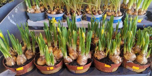 Junge Narzissen_Topfware