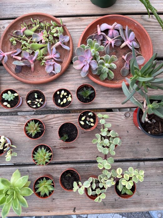 Pflanzenflohmarkt_2023_3