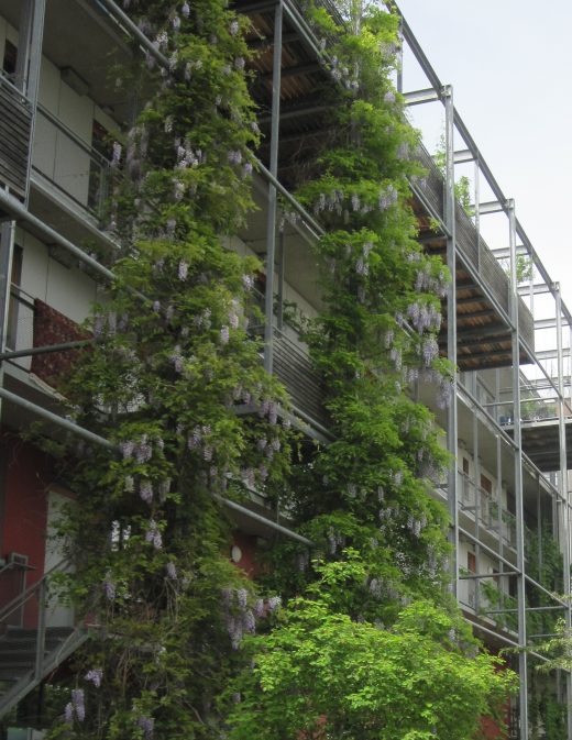 RosaAschenbrennerbogen_Begrünung