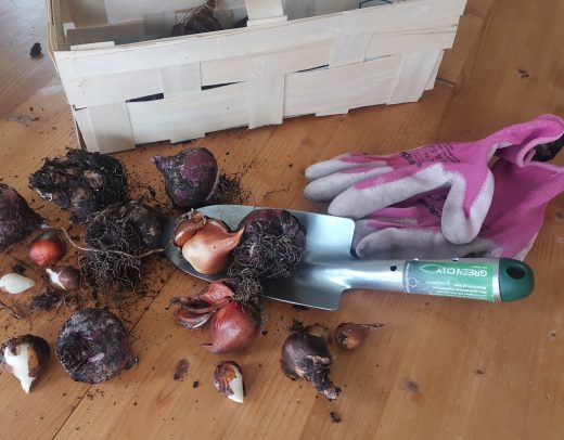 Zwiebeln setzen Gruenpaten GreenCity eV