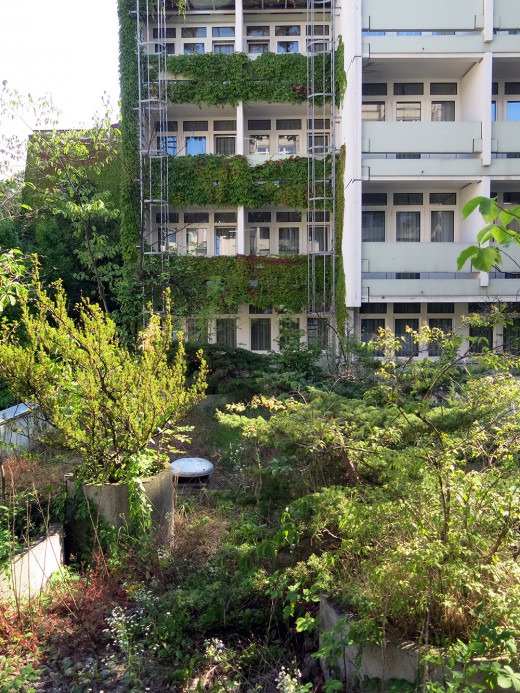 Begrünungsbüro, Fassadenbegrünung, Foto: Green City e.V.