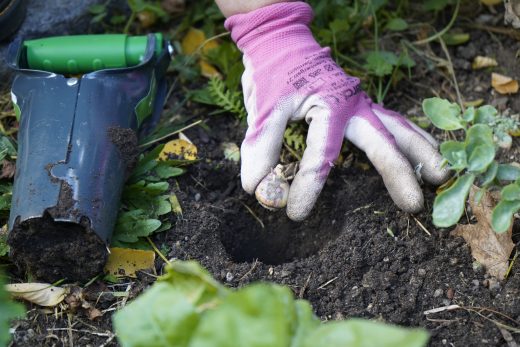 zwiebeln setzen gruenpaten greencity ev (1)