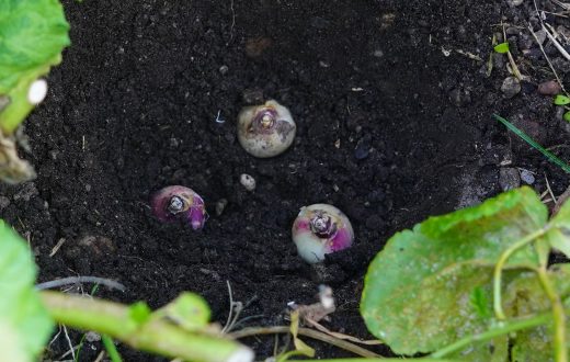 zwiebeln setzen gruenpaten greencity ev (2)