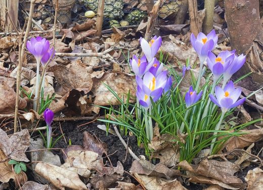 zwiebeln setzen gruenpaten greencity ev (3)